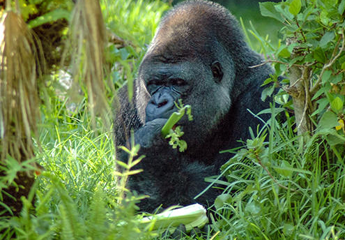 Gorilla Diet: Leaves