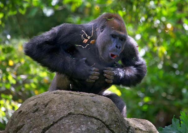 How Do Gorillas Show Submission?