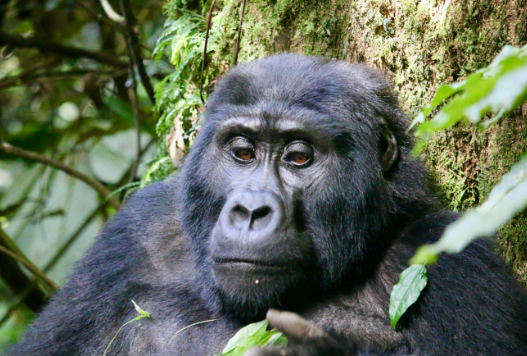 Gorilla Vocalizations and Their Meanings