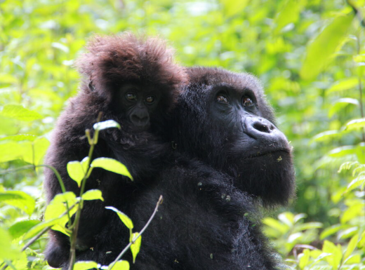 Why Gorillas Are Important to Humans
