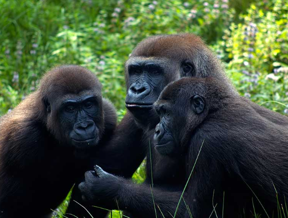 Gorilla Family Groups and Social Bonds