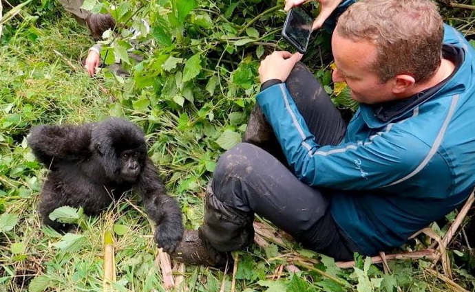 How Do Gorillas Respond to Human Interaction?