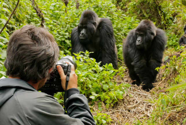 How Do Gorillas Explore Their Habitat?