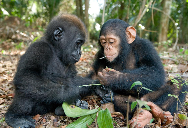 How Gorillas Interact With Other Animals