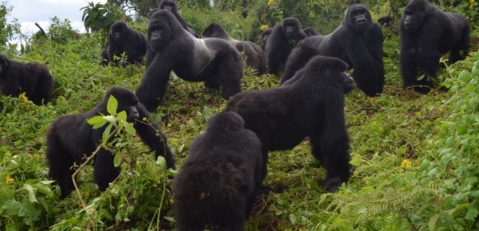Gorilla Group Dynamics in the Wild