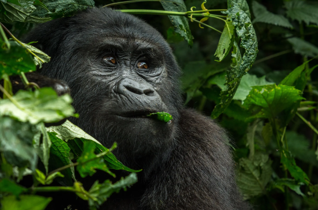 How Gorillas React to Threats From Humans