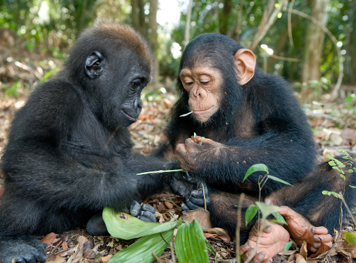 How Do Gorillas Make Friends?