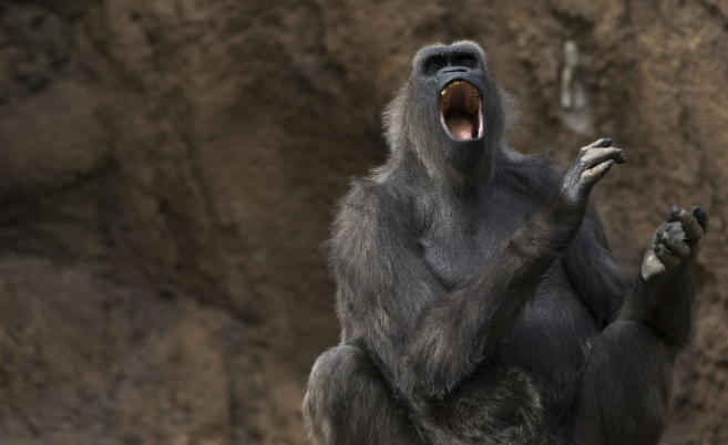 How Gorillas Show Excitement