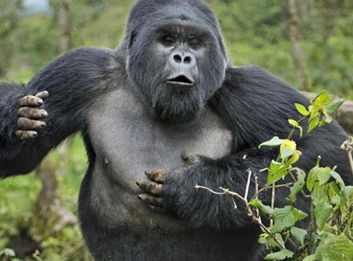 Why Gorillas Beat Their Chests and Stomp