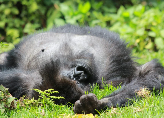 Gorillas and Their Sleeping Habits