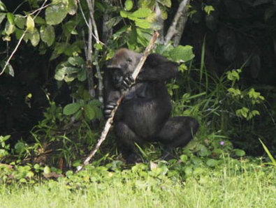 How Do Gorillas Use Tools for Daily Life?