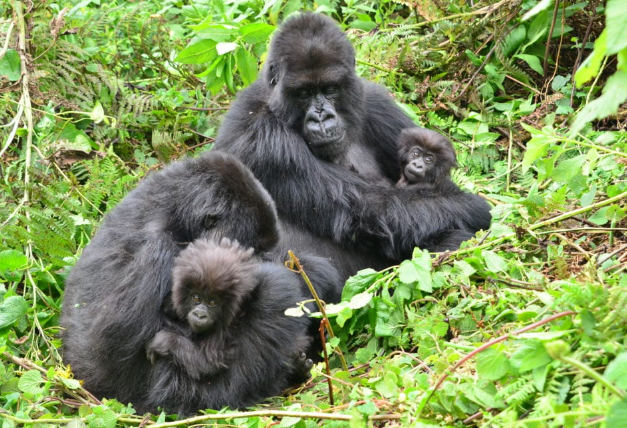 The Role of Mothers in Gorilla Development