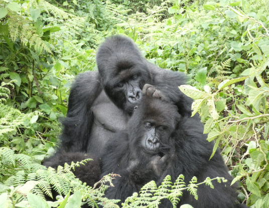 Gorilla Social Bonds Through Grooming
