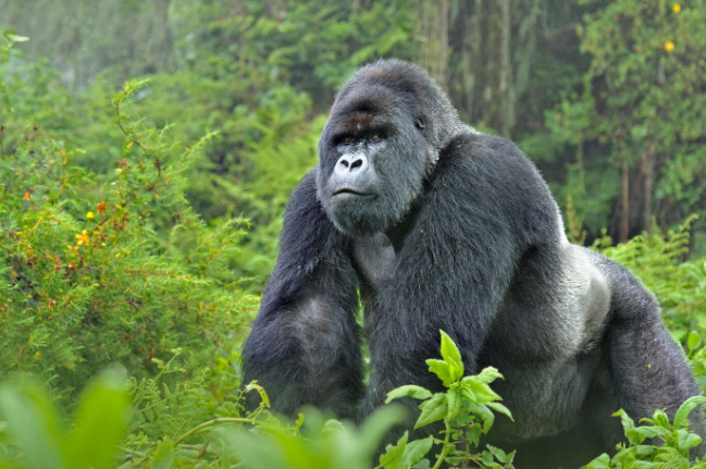 The Importance of Gorillas in Forest Ecosystems