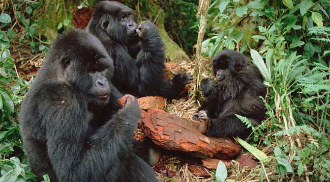 Gorilla Diet and Seasonal Changes