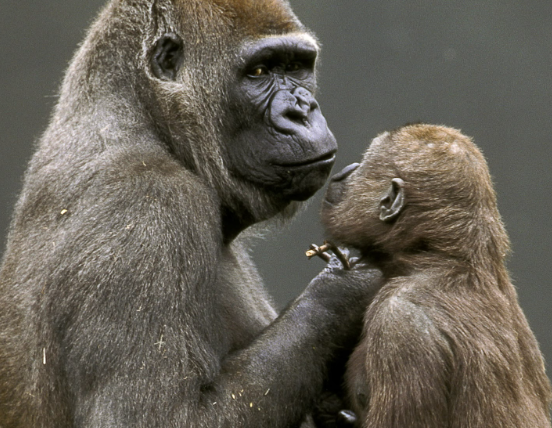 Gorilla Communication Through Touch