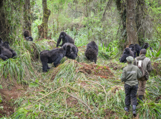 Why Gorillas Are Social Animals