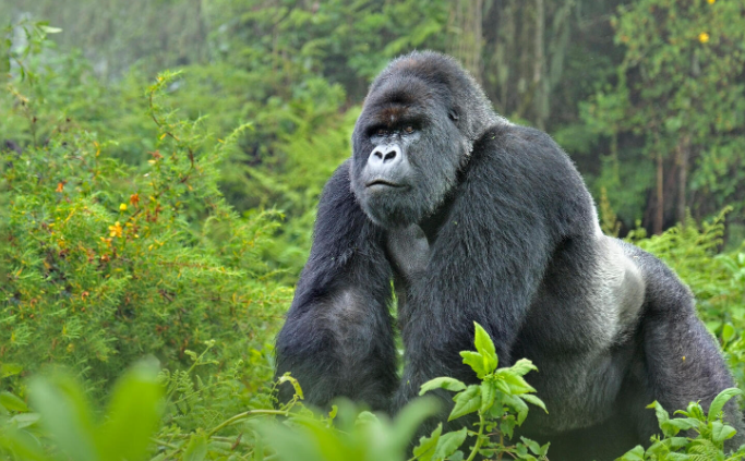 The Role of Gorillas in African Forests