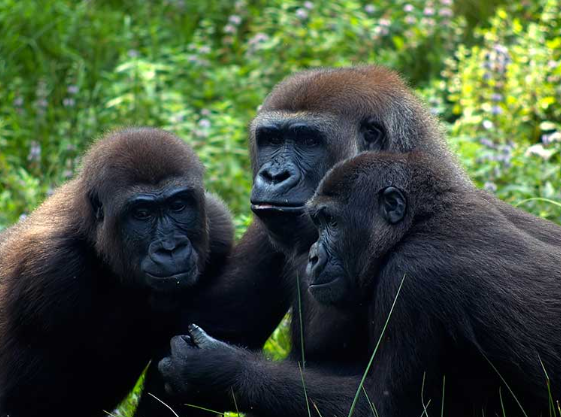 How Do Gorillas Solve Conflicts Within the Group?