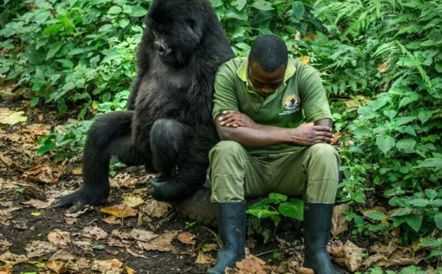 How Gorillas Use Touch to Bond