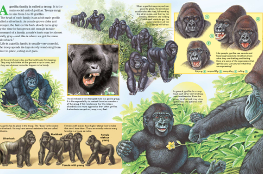 The Role of Male Gorillas in Protecting the Group