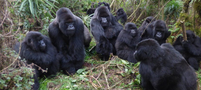 How Gorillas Use Facial Expressions to Communicate
