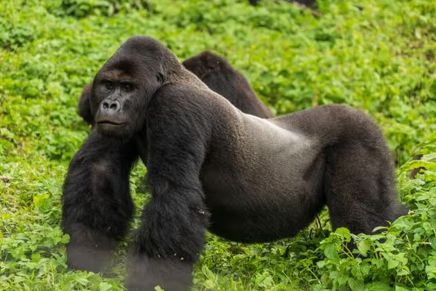 How Gorillas Use Vocal Calls for Different Messages