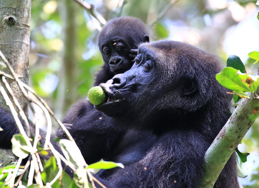 How Gorillas Explore Their Environment