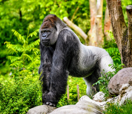 The Role of Gorillas in Seed Dispersal and Forest Growth