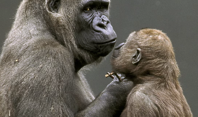 The Importance of Gorilla Conservation Education