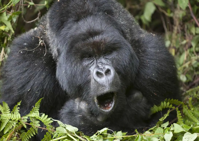 How Gorillas Express Emotions Through Sounds