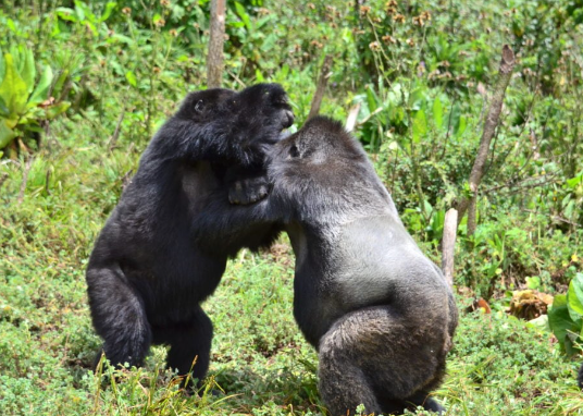 How Do Gorillas Play With Each Other?