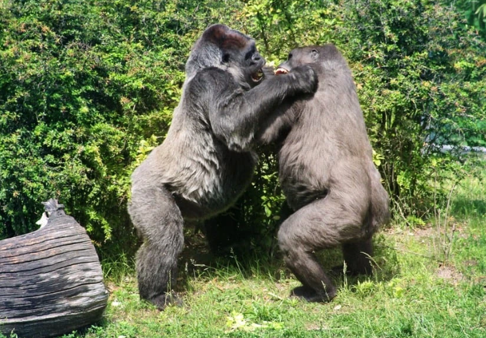 How Do Gorillas Signal Aggression?