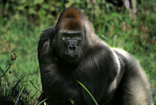 Gorillas and Their Sense of Smell