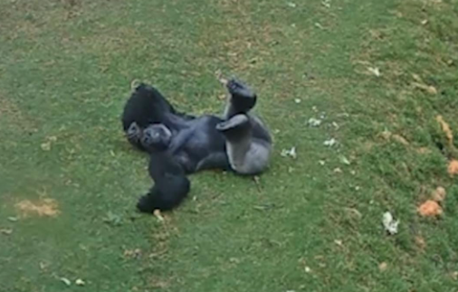 How Gorillas Respond to Rain and Weather