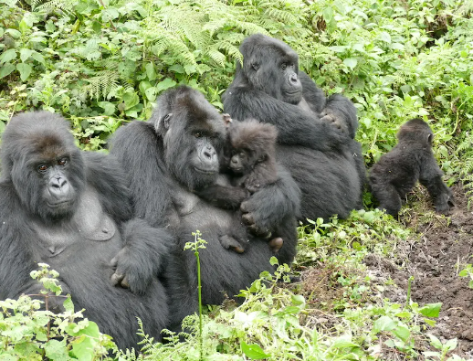 How Gorillas Learn From Each Other