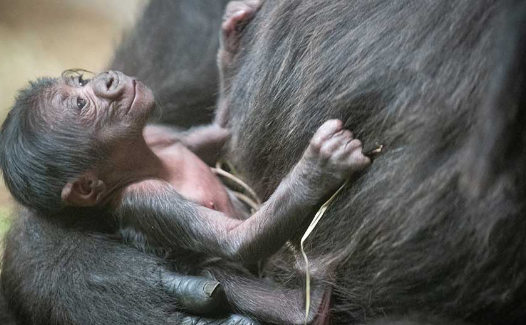 How Do Gorillas React to Newborns?