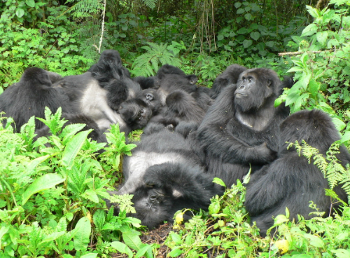 The Social Bonds Between Gorillas