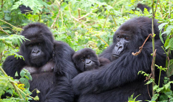 How Do Gorillas Care for the Young?