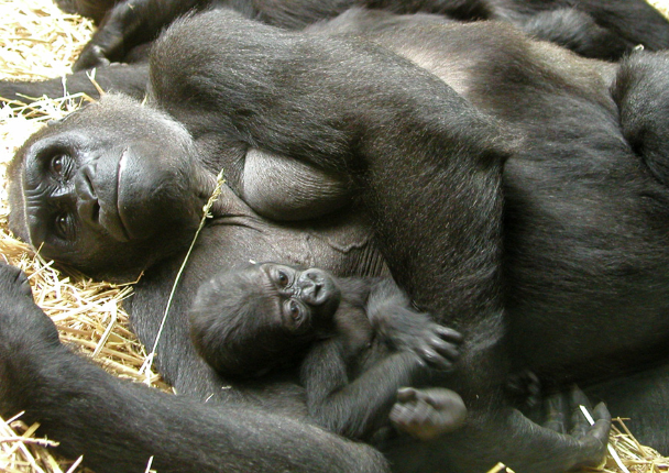 How Do Gorillas React to Newborns in the Group?