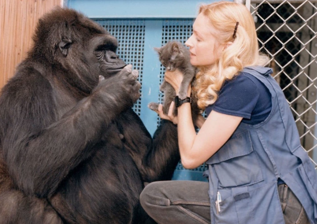The Emotional Intelligence of Gorillas