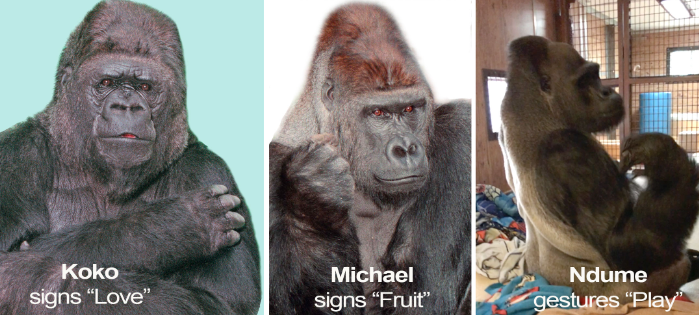 How Gorillas Use Body Language to Communicate