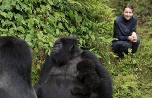 How Gorillas React to Human Presence
