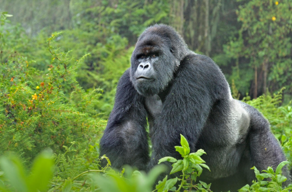 How Do Gorillas Navigate the Forest?