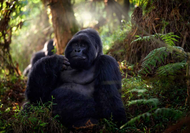 Gorilla Intelligence: Memory and Problem Solving