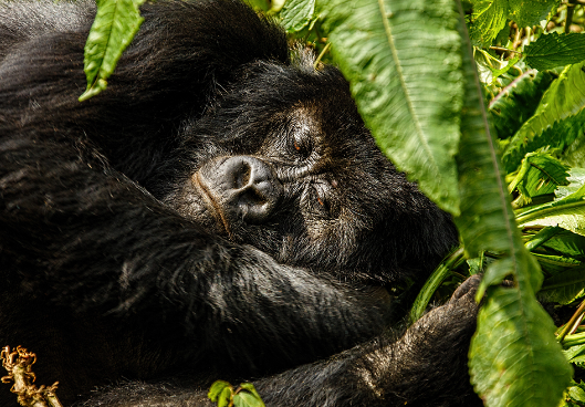Gorilla Sleeping Patterns in the Forest