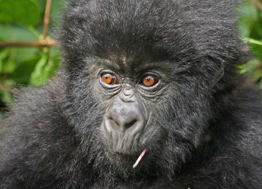 How Do Gorillas Express Playfulness?