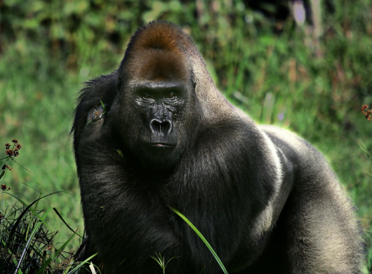 How Gorillas Use Smell to Communicate