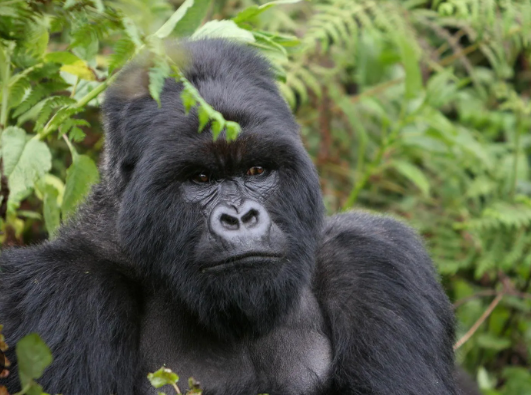 How Gorillas Signal Alarm to Others