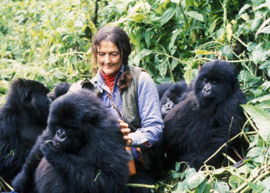 How Gorillas Adapt to Human Encroachment